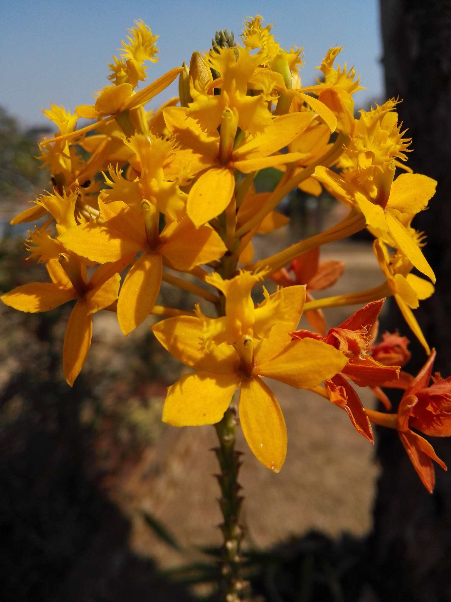 HUAWEI P7-L10 sample photo. Flower photography