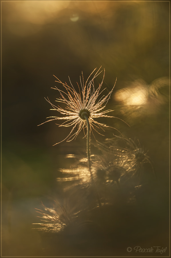 Sigma 150mm F2.8 EX DG Macro HSM sample photo. A seed of hope photography