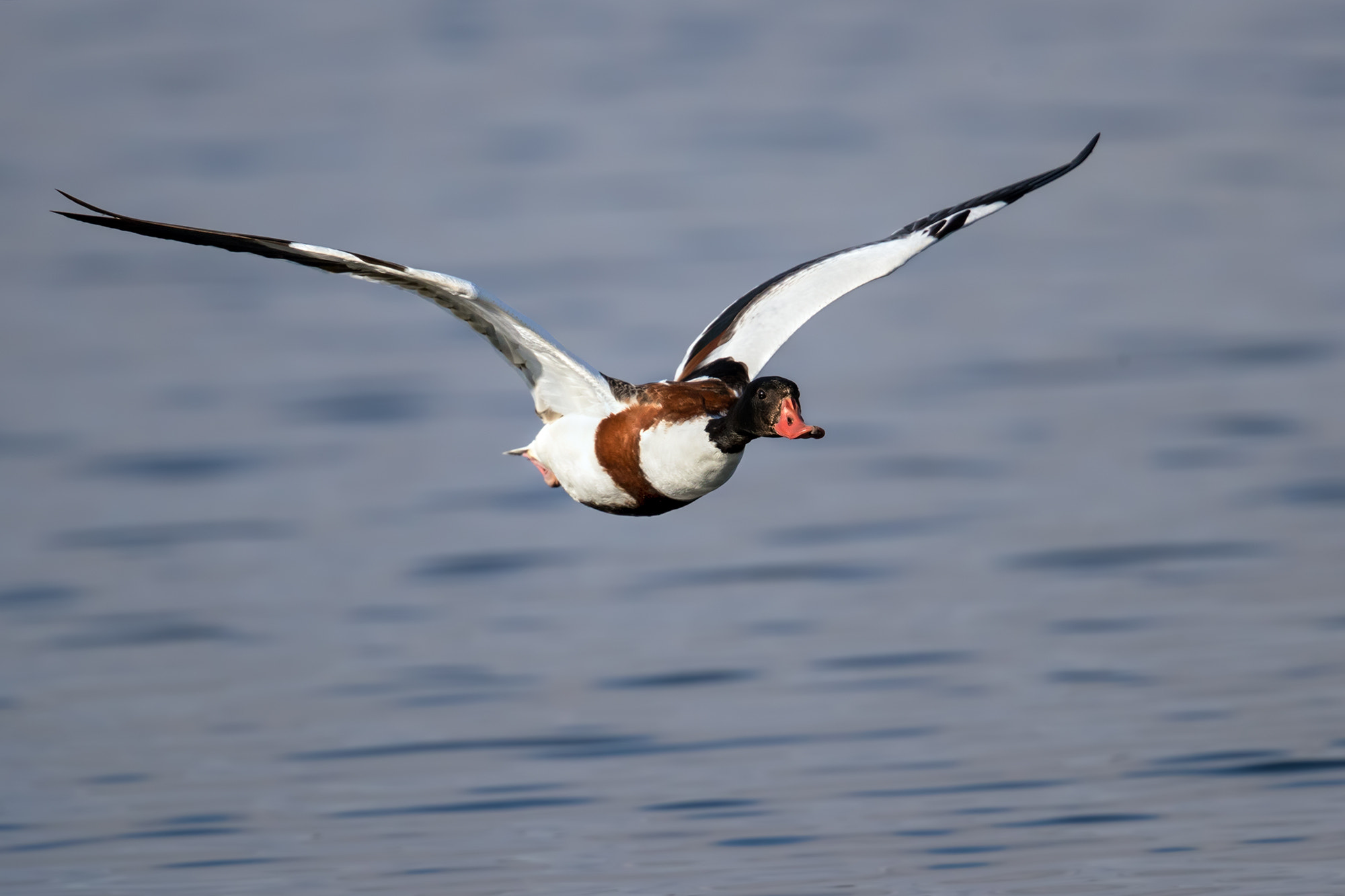 Canon EF 500mm F4L IS II USM sample photo. Sheldrake photography