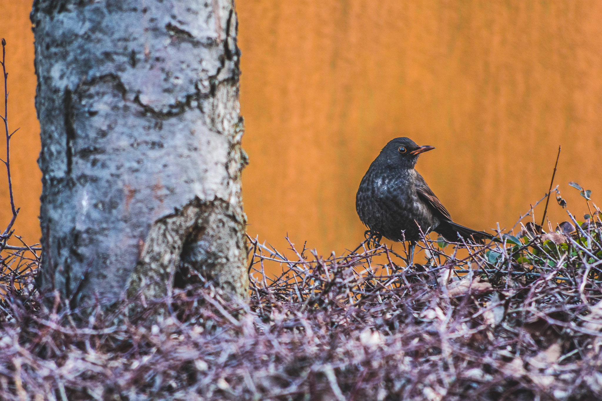 AF Nikkor 70-210mm f/4-5.6 sample photo. Blackbird photography