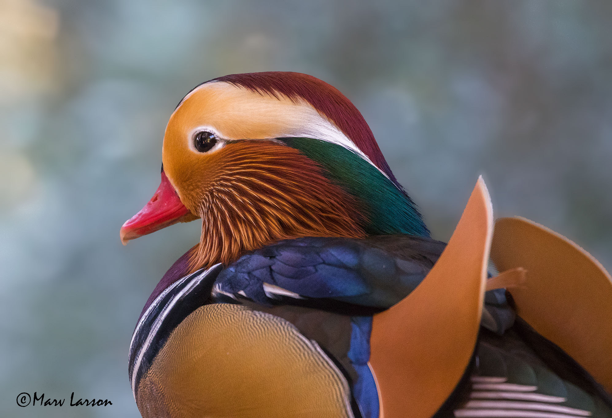 Canon EF 70-300mm F4-5.6L IS USM sample photo. Chinese mandarin photography