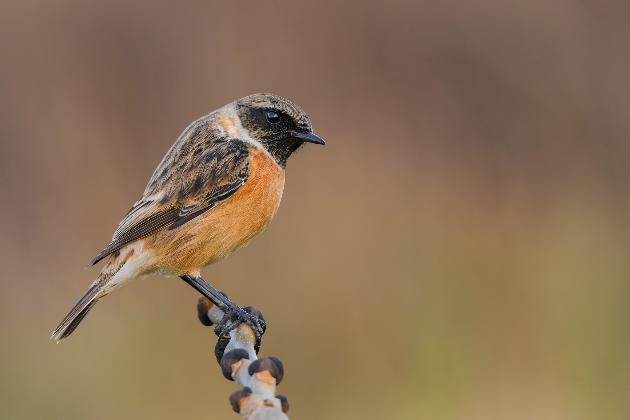 Nikon D810 sample photo. European stonechat photography