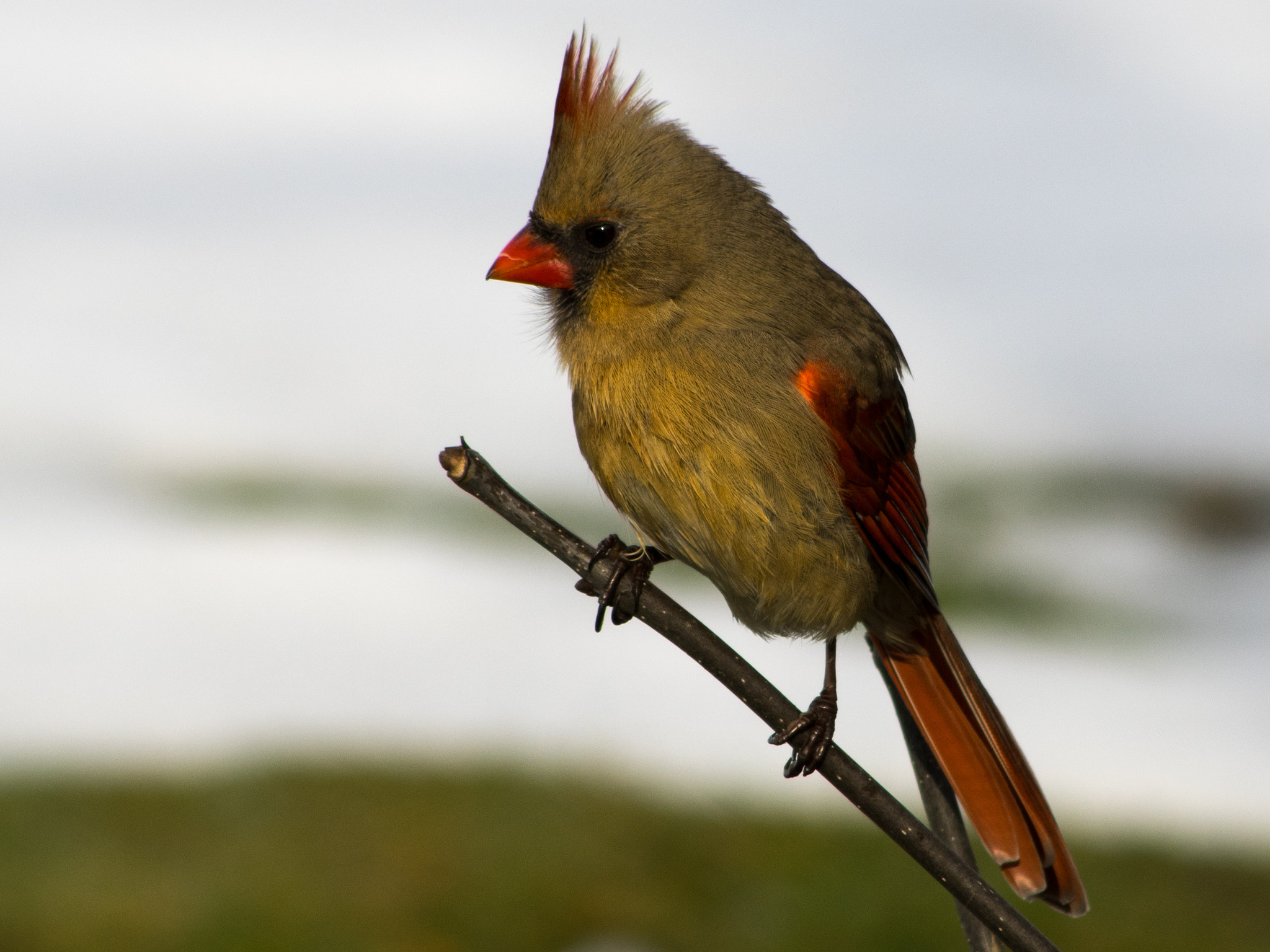 HD Pentax DA 55-300mm F4.0-5.8 ED WR sample photo. Female cardinal photography