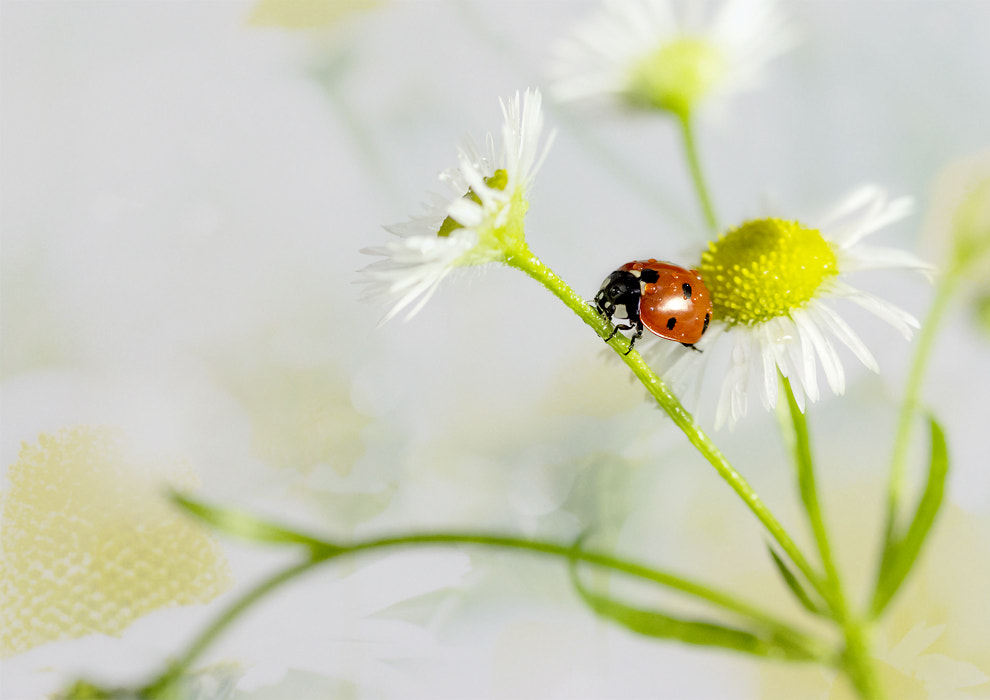 Canon EF 100mm F2.8 Macro USM sample photo. --*--*-- photography