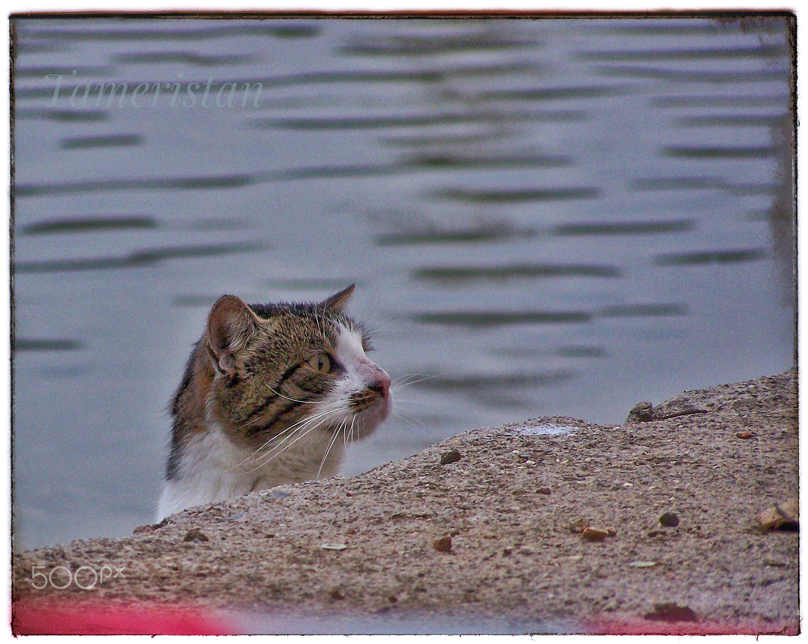 Kodak EASYSHARE Z710 ZOOM DIGITAL CAMERA sample photo. Cat hunting.... photography