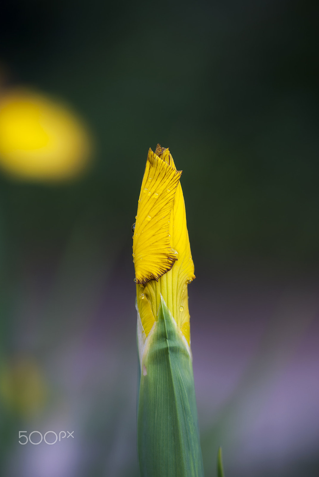 Nikon AF-S Micro-Nikkor 105mm F2.8G IF-ED VR sample photo. Yellow iris bud photography