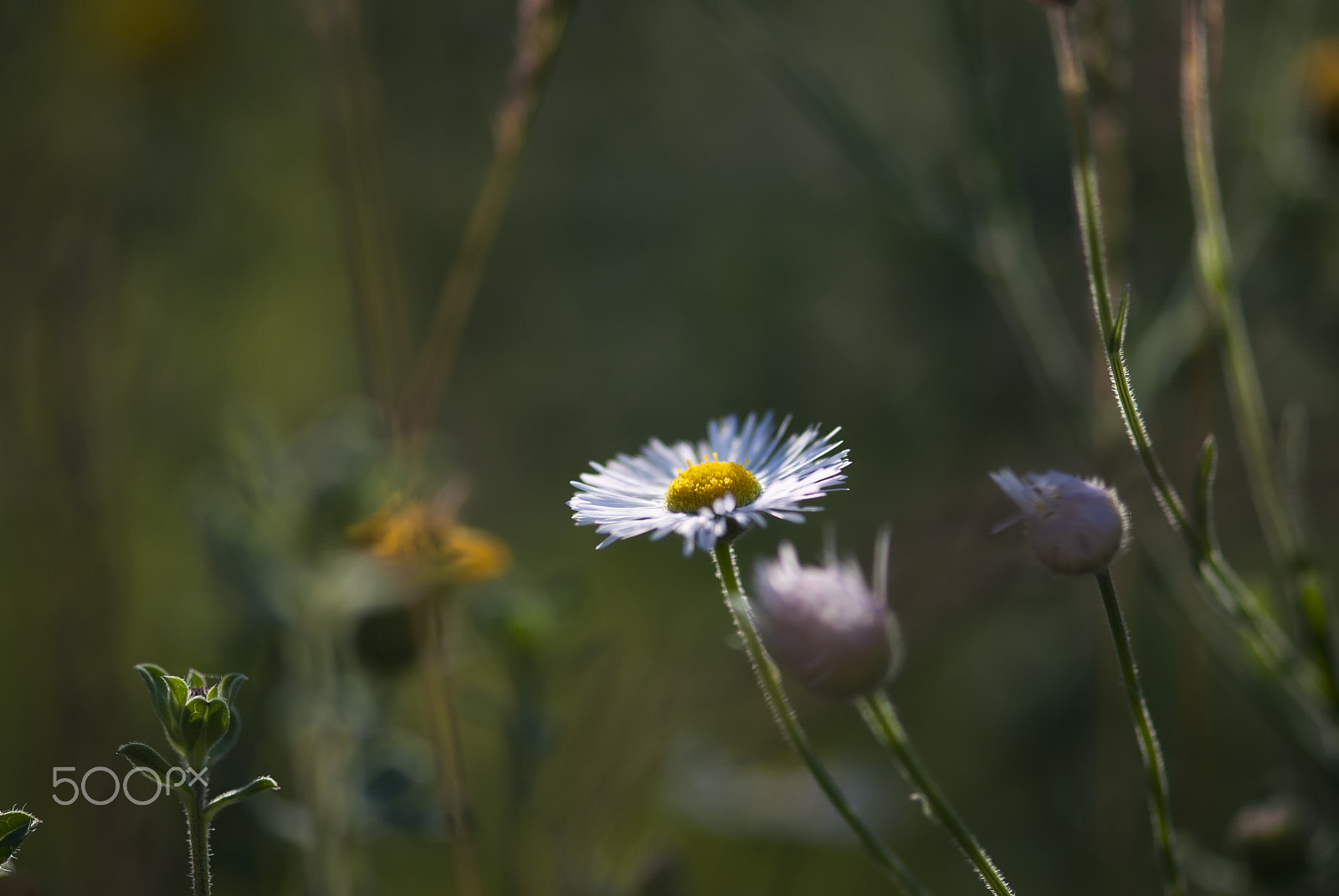 Nikon AF-S Micro-Nikkor 105mm F2.8G IF-ED VR sample photo. Wild aster flower photography