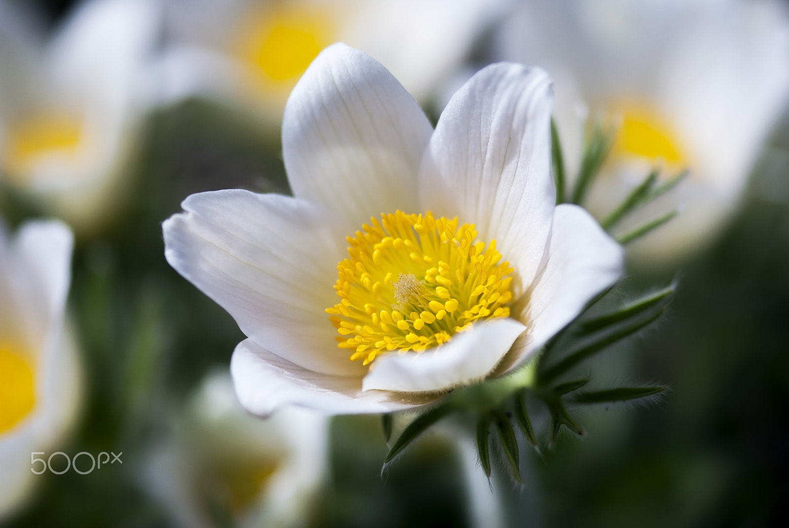 Nikon D60 sample photo. White pasque flower photography