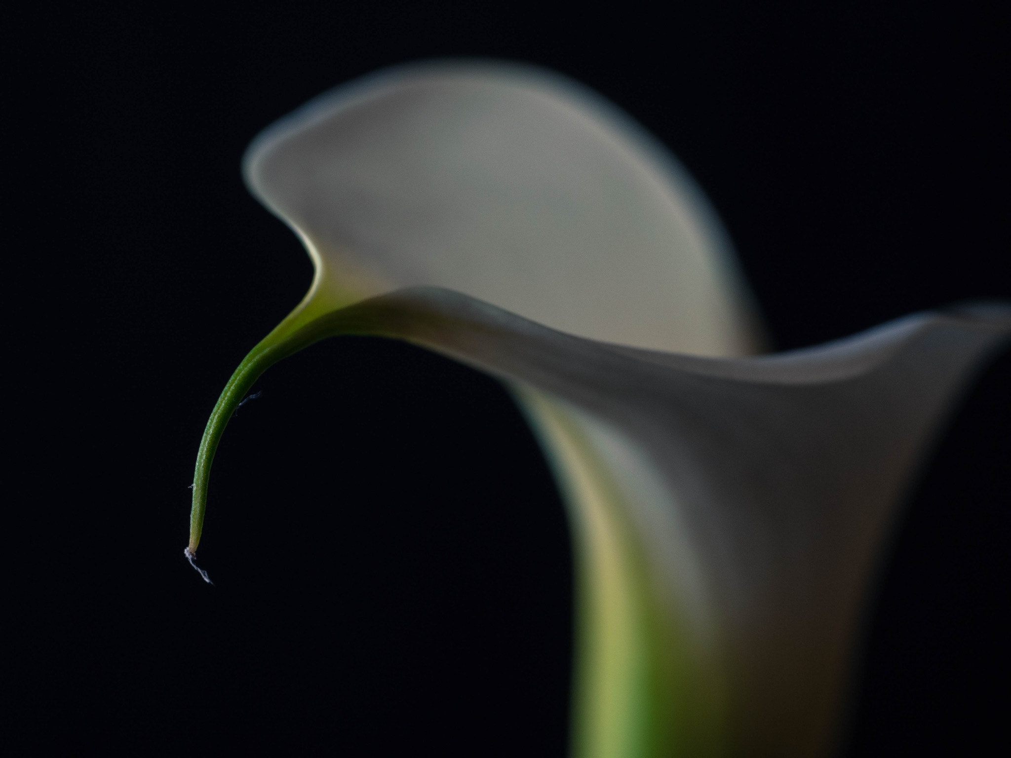 Panasonic Leica DG Macro-Elmarit 45mm F2.8 ASPH OIS sample photo