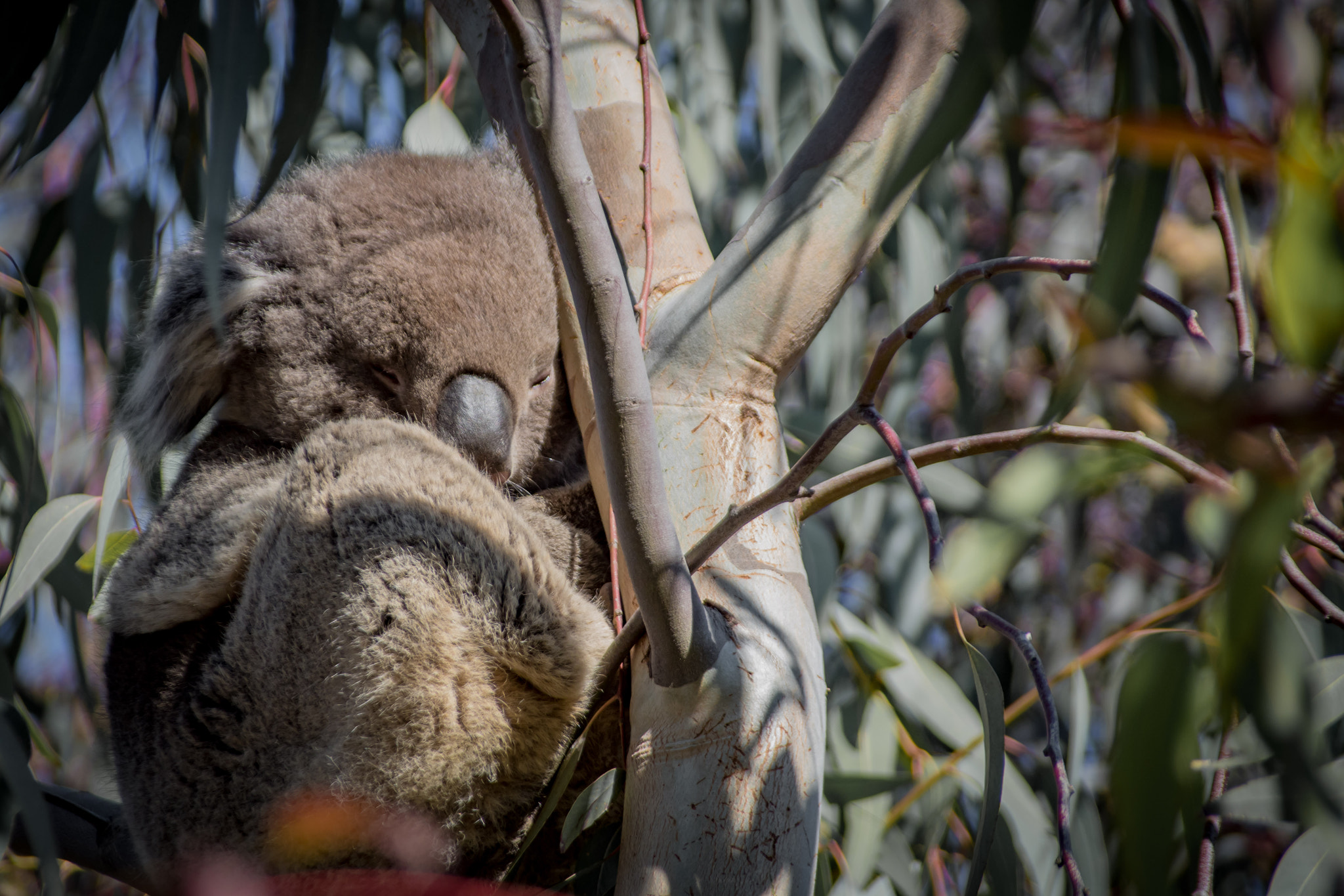 Pentax K-S2 + Sigma sample photo. Koala photography