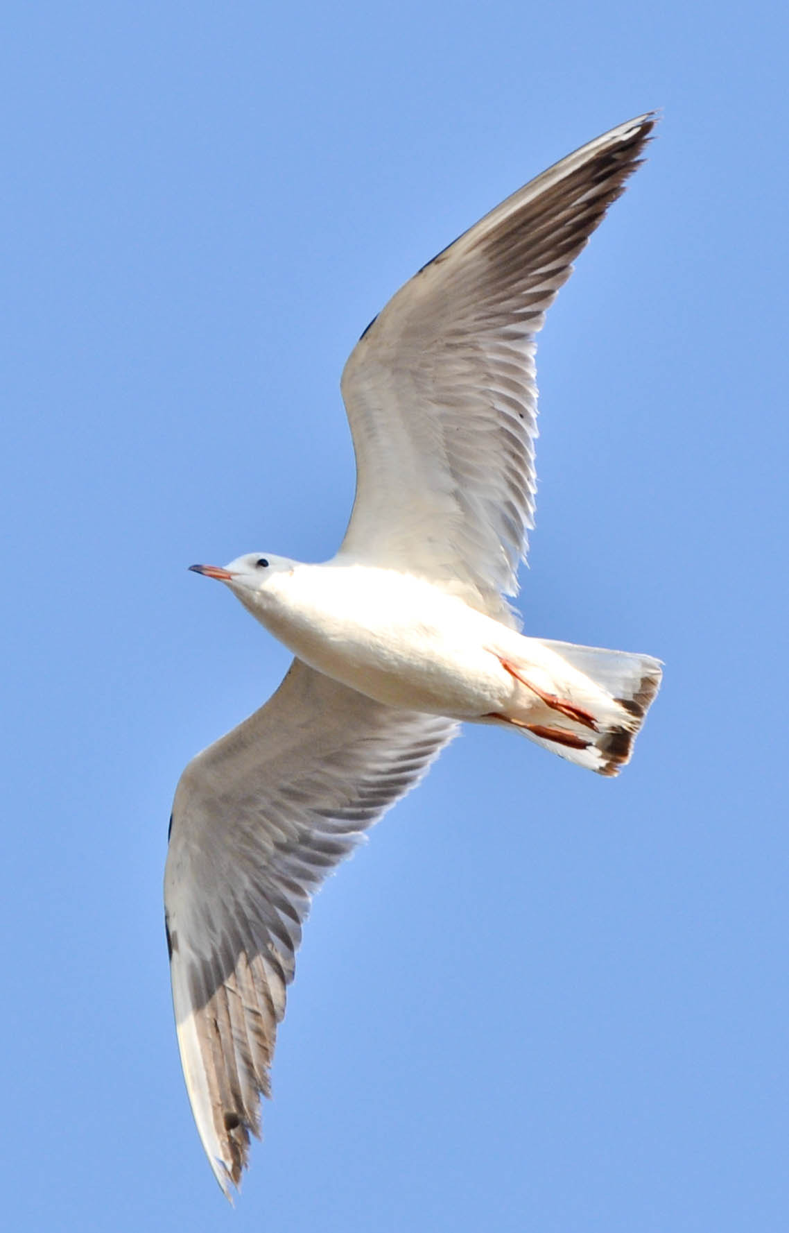Nikon AF-S Nikkor 70-200mm F2.8G ED VR II sample photo