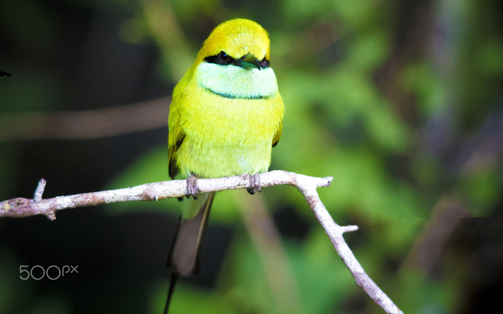 Sigma 150-500mm F5-6.3 DG OS HSM sample photo. Bird photography