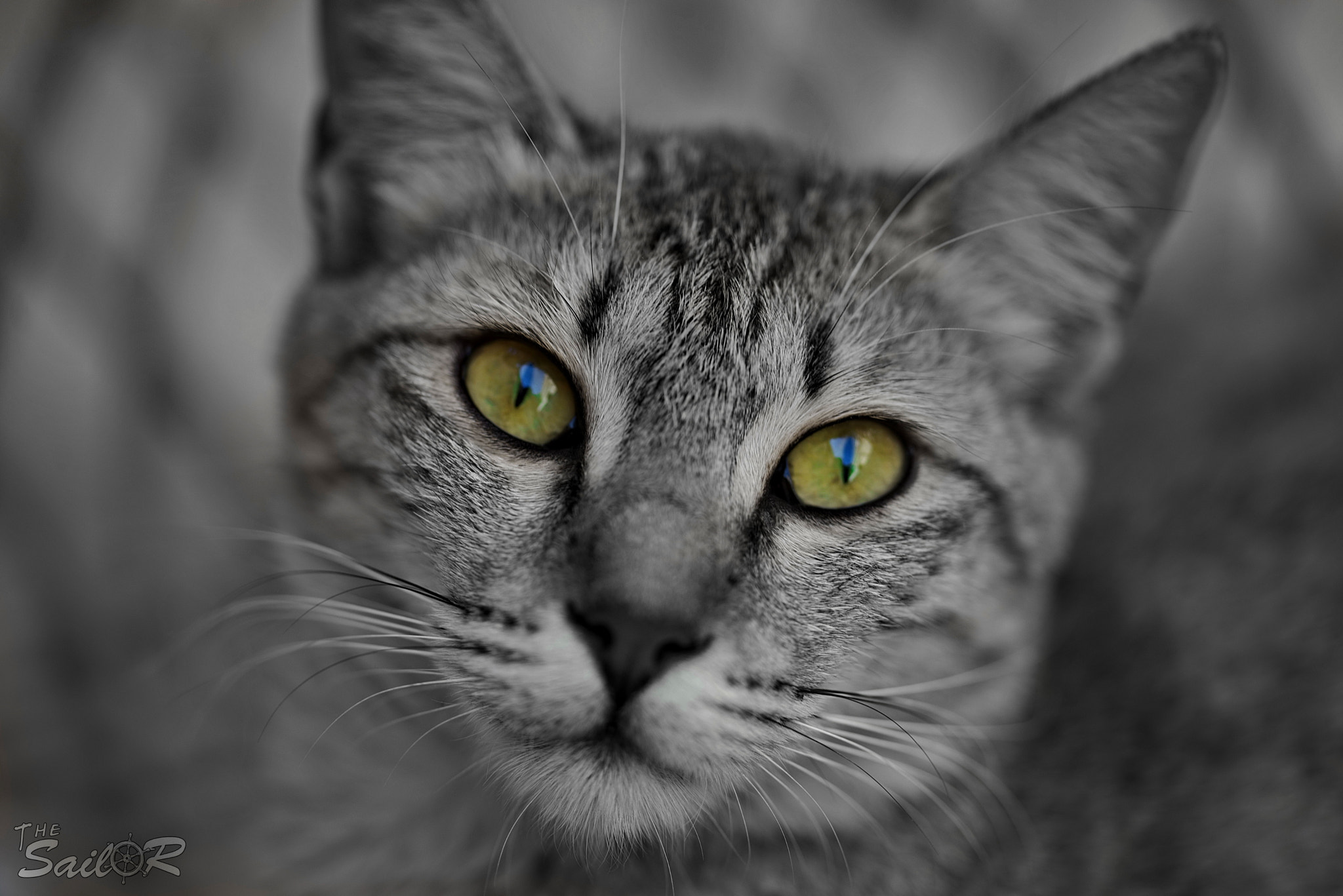 Sigma 105mm F2.8 EX DG OS HSM sample photo. The green eyes photography