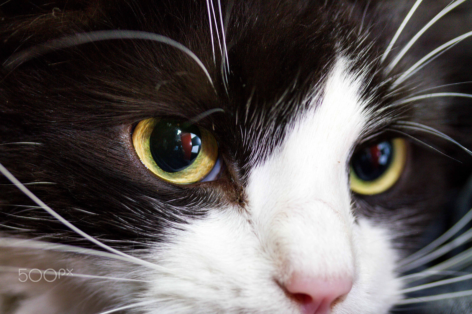 Canon EF-S 60mm F2.8 Macro USM sample photo. Deep in those eyes. photography