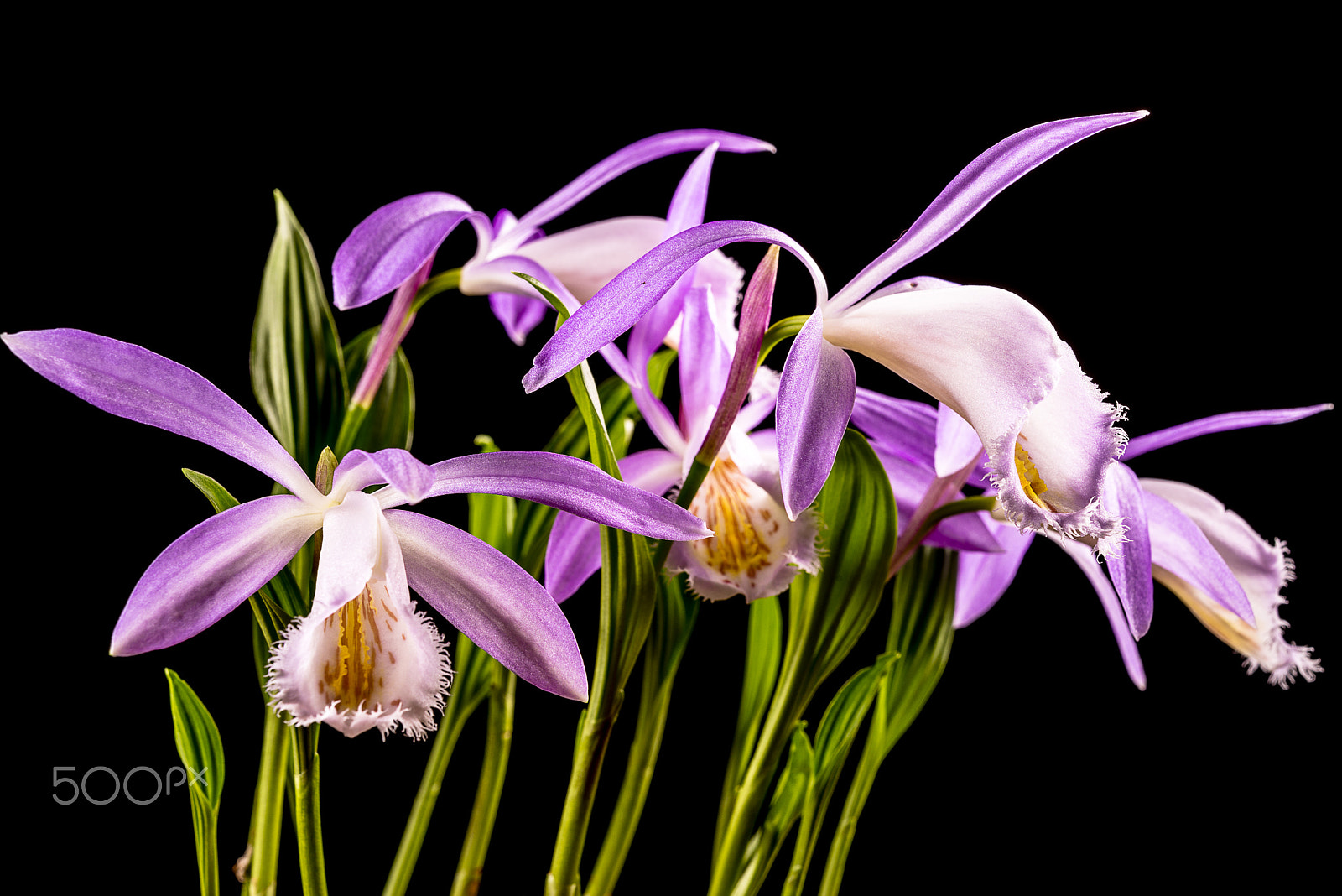 Nikon AF-S Micro-Nikkor 60mm F2.8G ED sample photo. Taiwan pleione photography