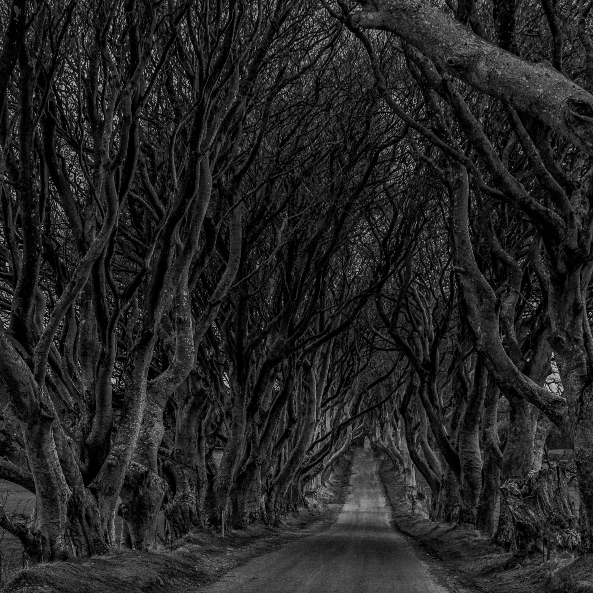 Sony SLT-A77 + Tamron AF 28-105mm F4-5.6 [IF] sample photo. Kings road bw (dark hedges) photography