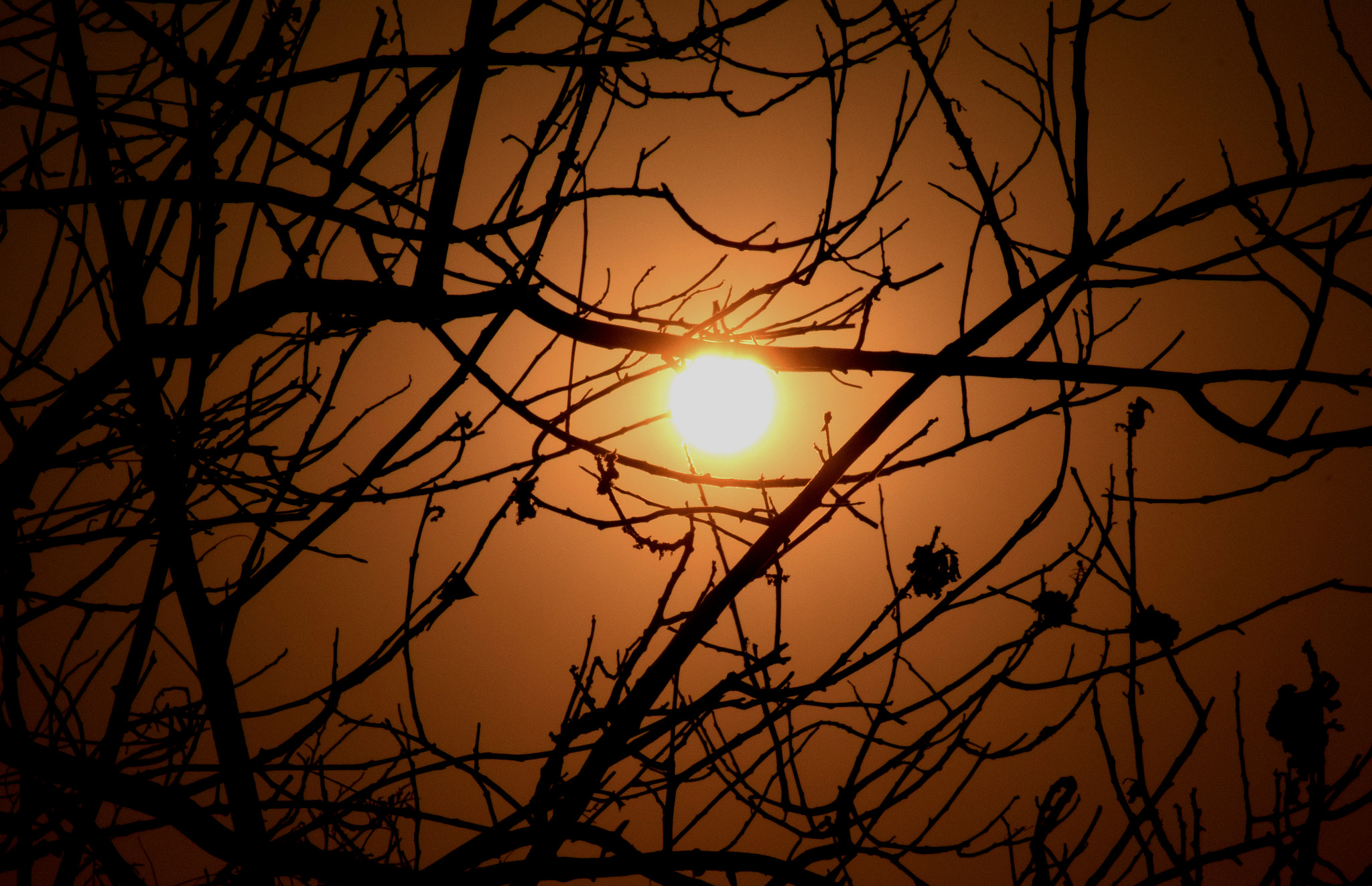 Nikon D5300 + Nikon AF Micro-Nikkor 200mm F4D ED-IF sample photo. Morning dew photography