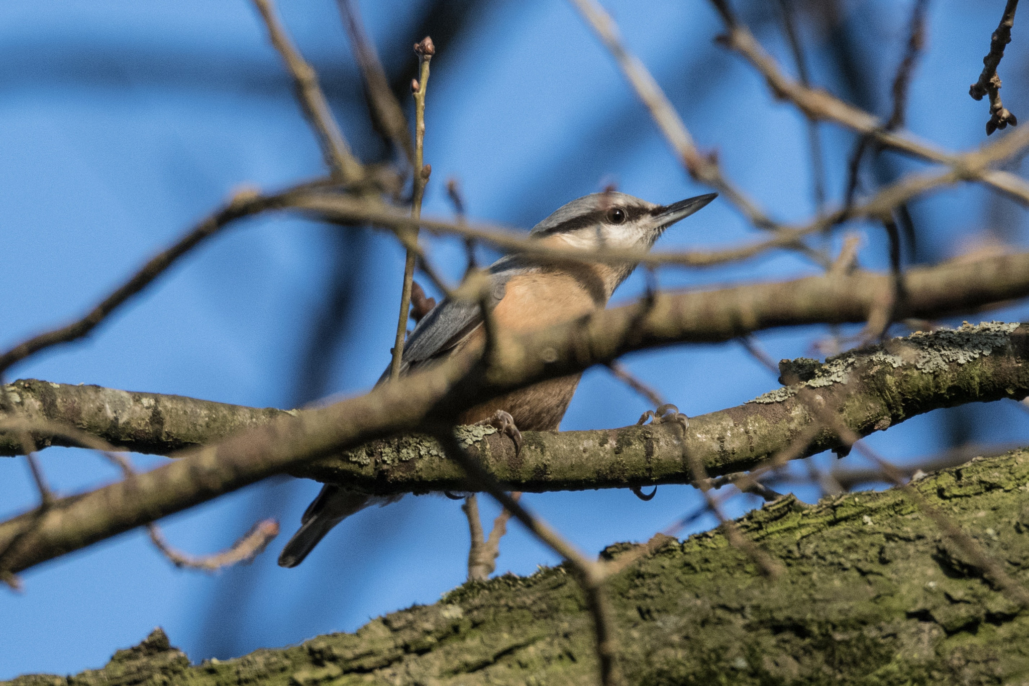 Tamron SP 150-600mm F5-6.3 Di VC USD sample photo. Untitled photography