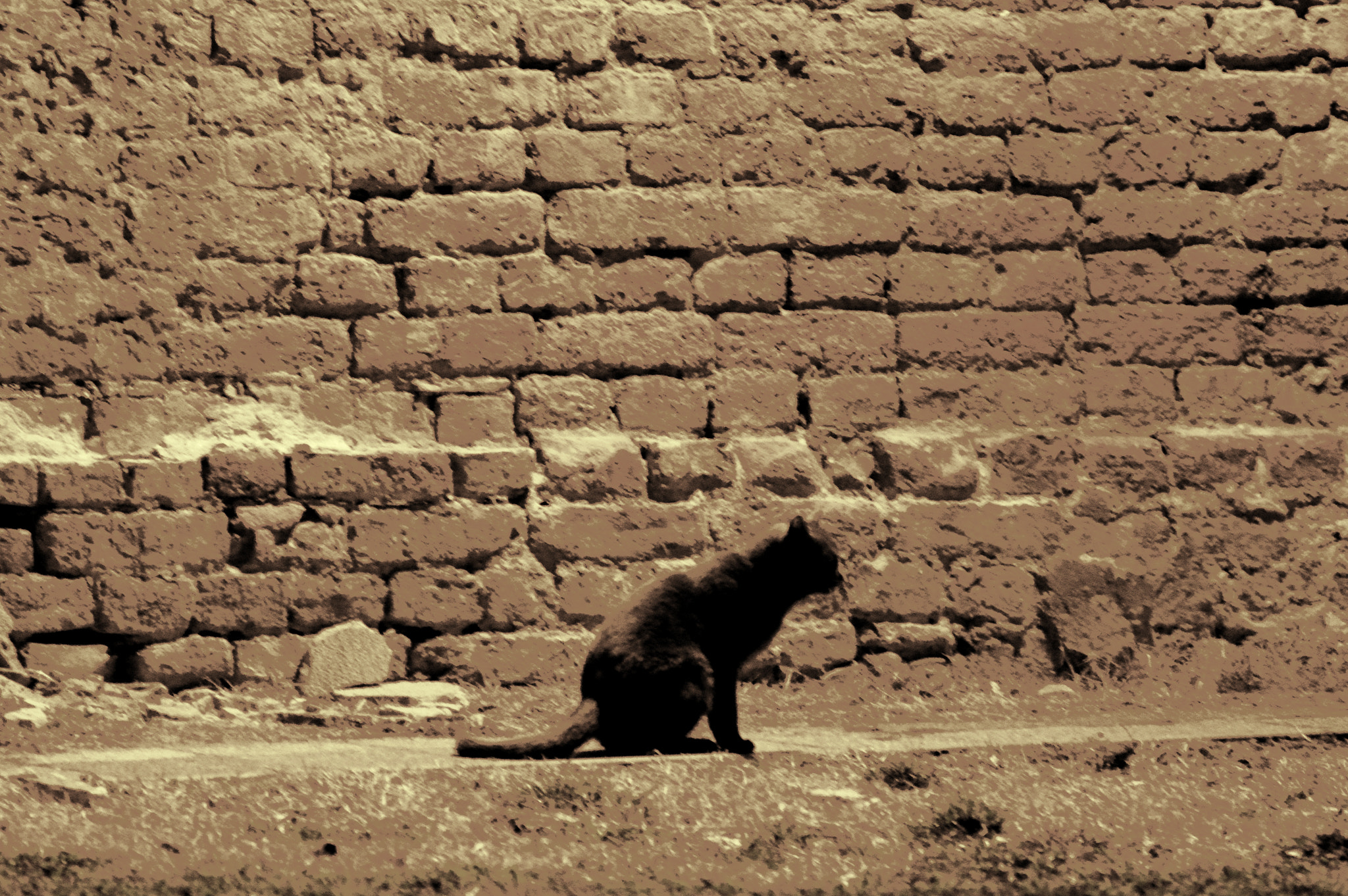 Nikon D3200 sample photo. The homeless cat photography