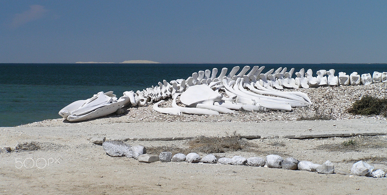 Olympus C765UZ sample photo. Gray whale skeleton photography