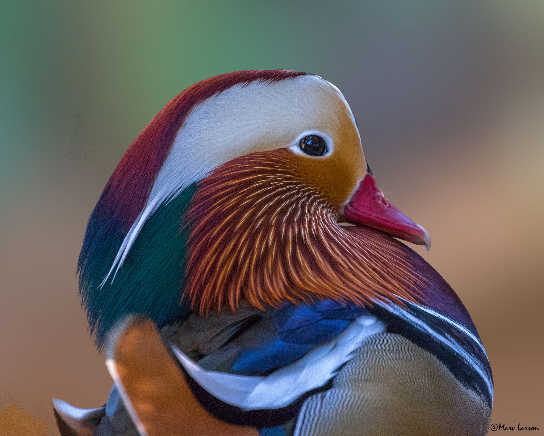 Canon EF 70-300mm F4-5.6L IS USM sample photo