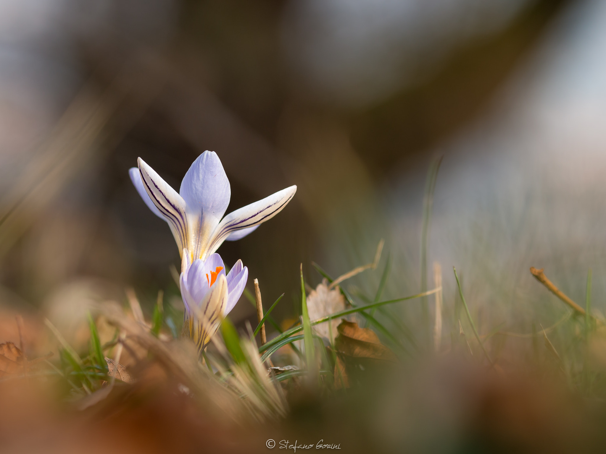 Sigma 105mm F2.8 EX DG OS HSM sample photo. Il risveglio dei crochi photography