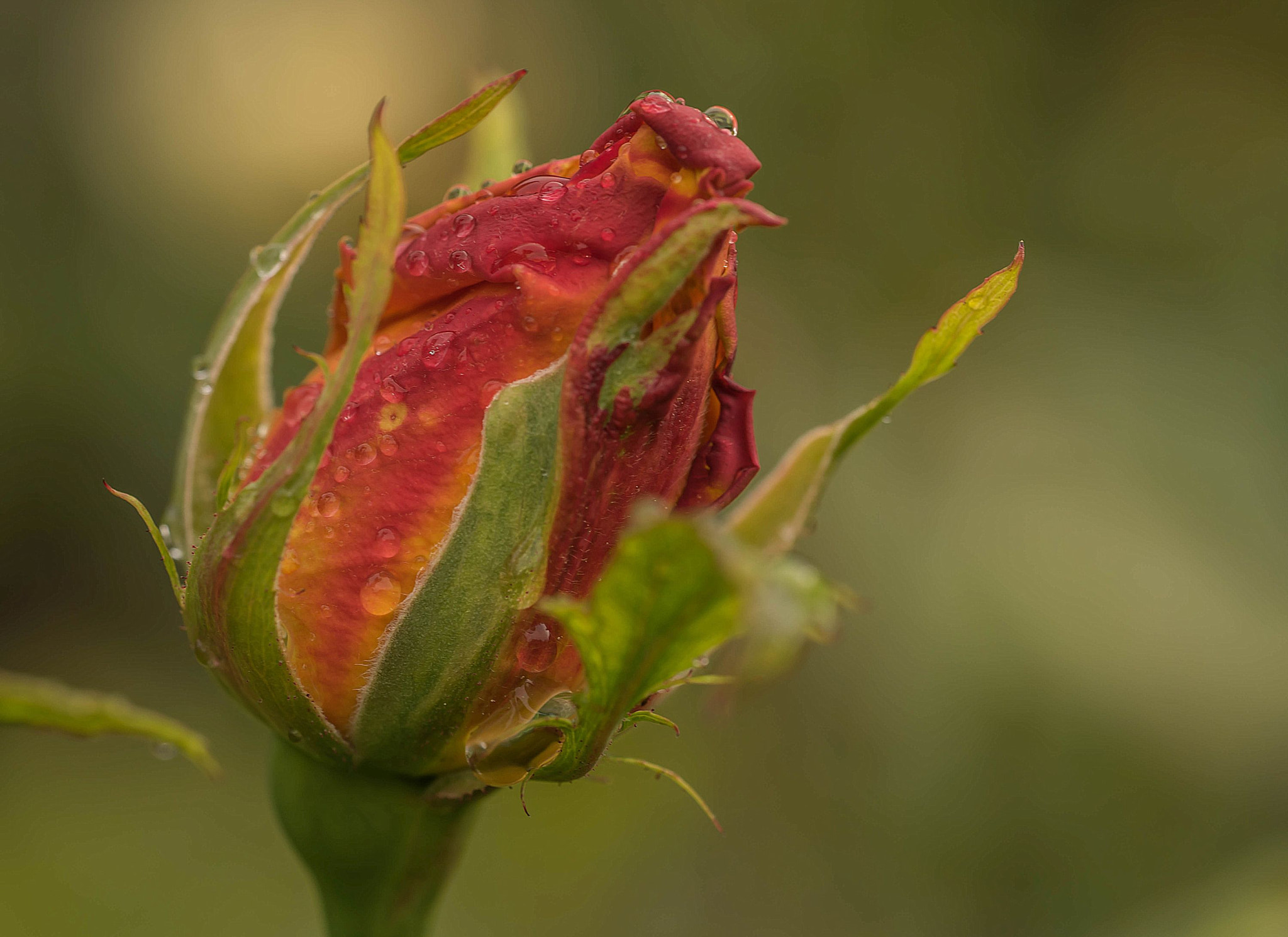 Sony a7R sample photo. Rose bud photography