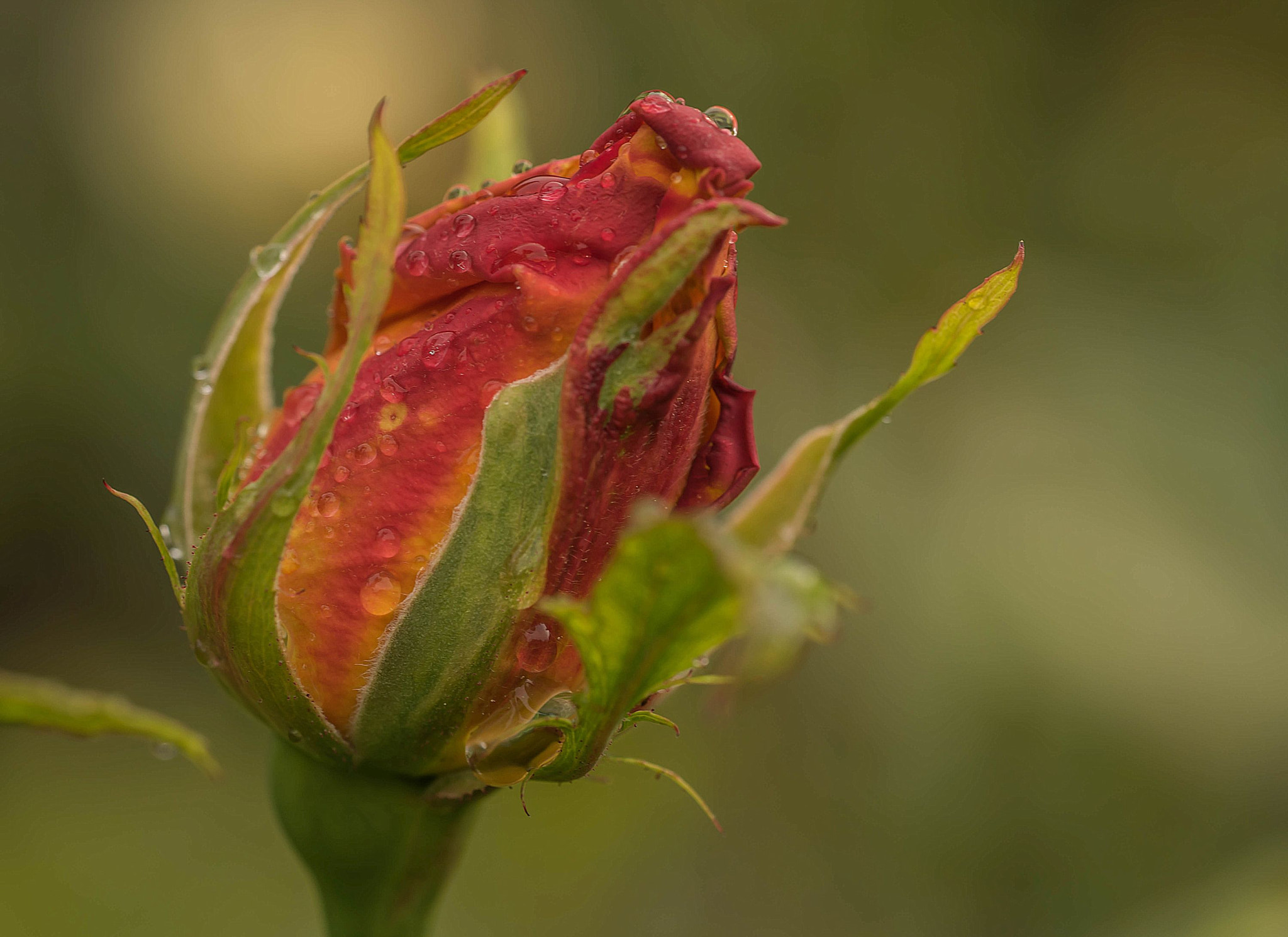 Sony a7R + Sony FE 90mm F2.8 Macro G OSS sample photo. Rose bud photography