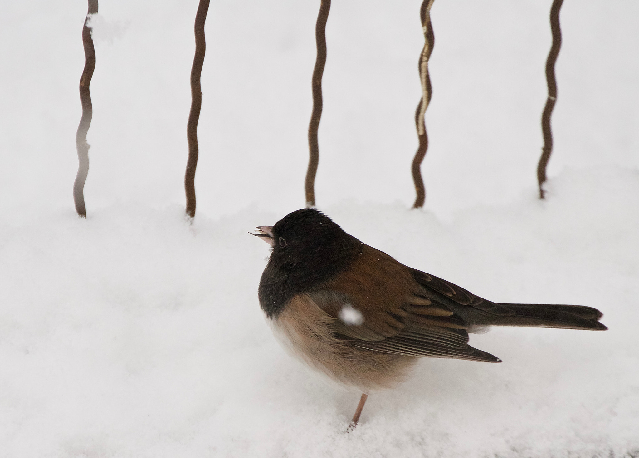 Canon EOS 7D + Canon EF 70-300mm F4-5.6L IS USM sample photo. Dark-eyed junco photography