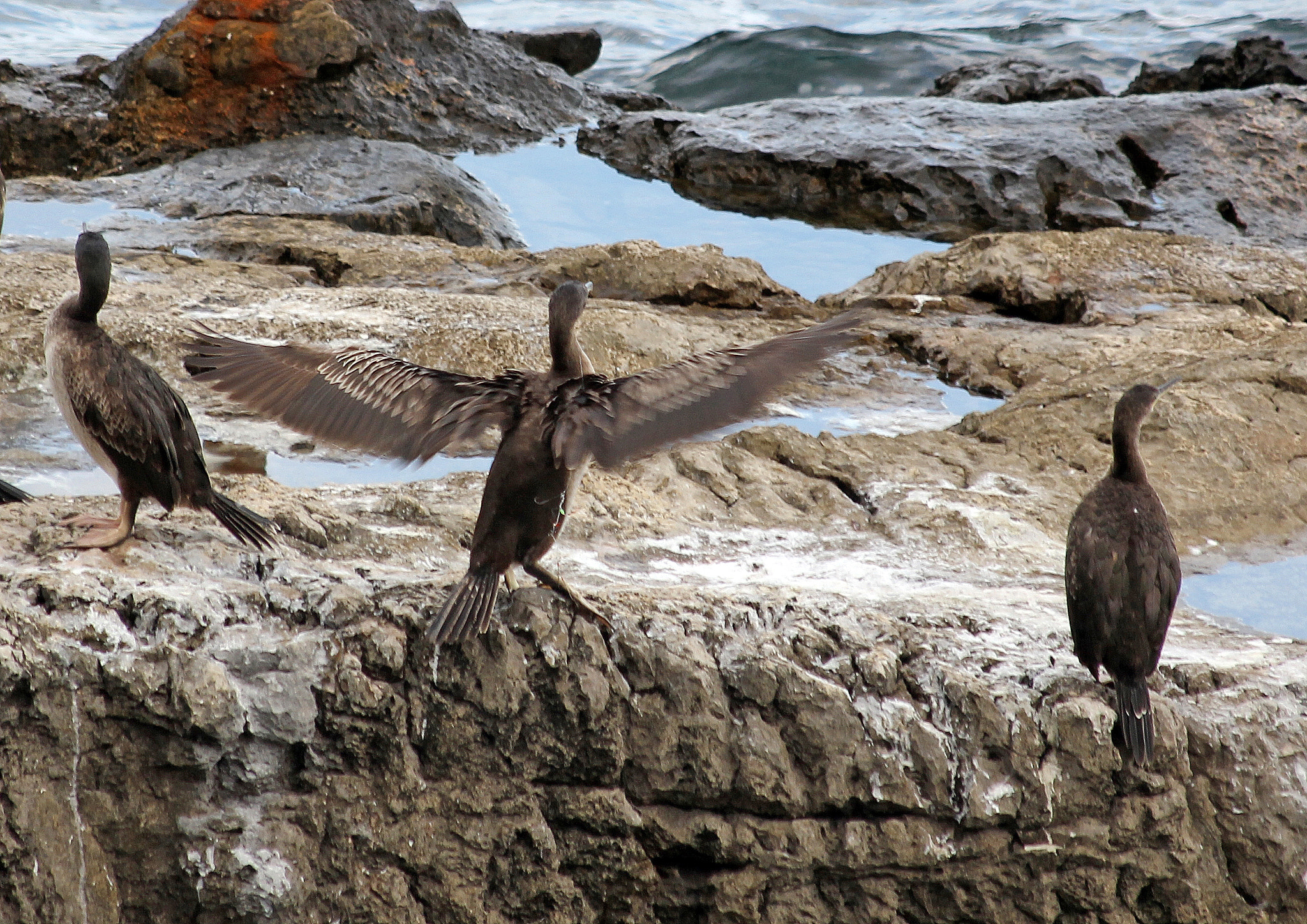 Canon EF 70-300mm F4-5.6 IS USM sample photo. Trio photography