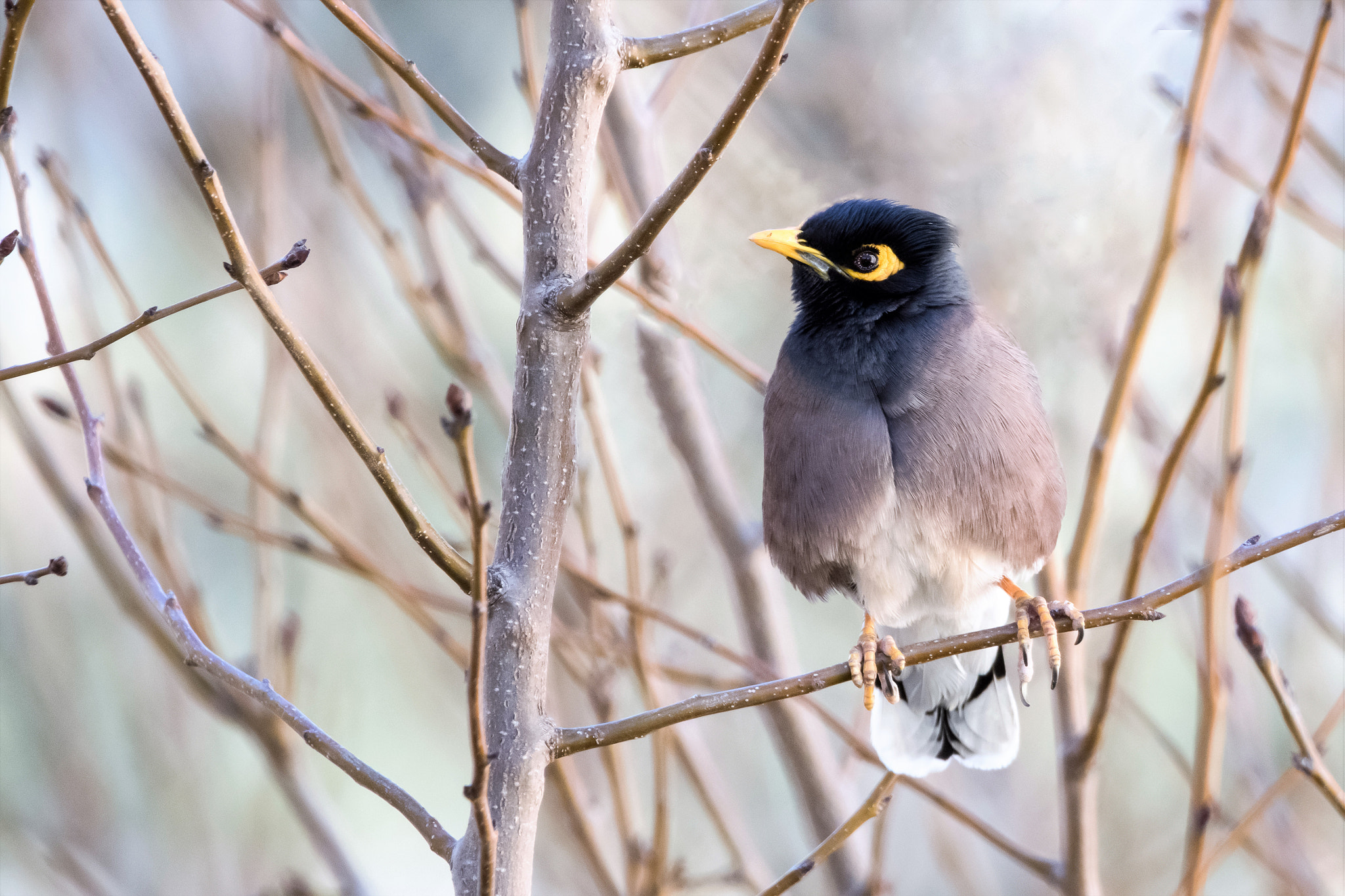 Sigma 150-600mm F5-6.3 DG OS HSM | C sample photo. Myna photography