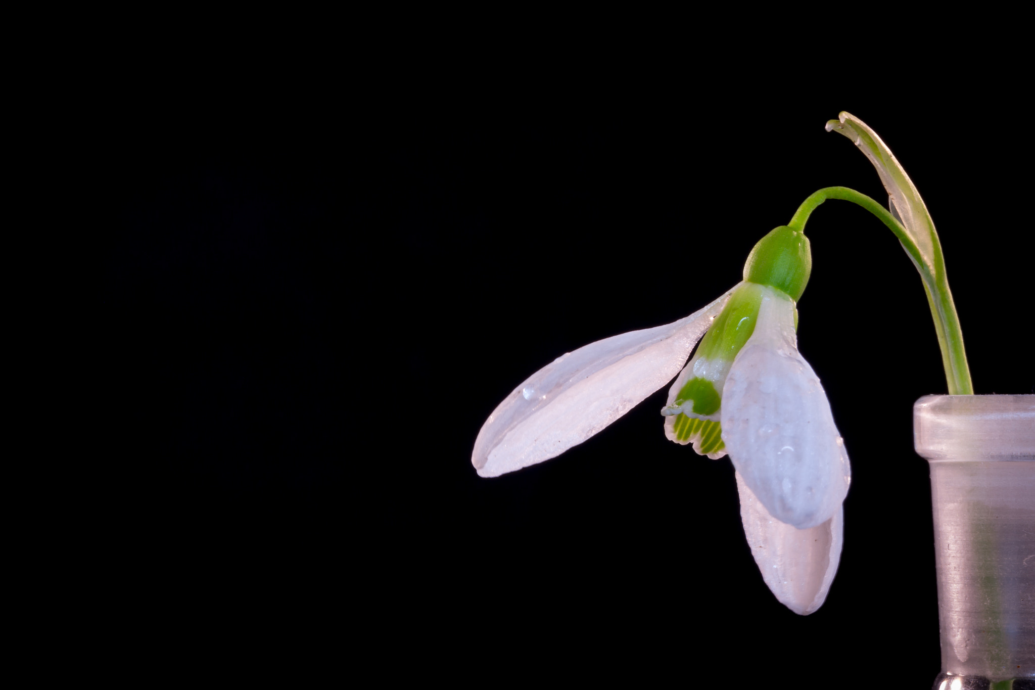 Canon EF-S 60mm F2.8 Macro USM sample photo. Snowdrop on a black background, lit from behind. photography
