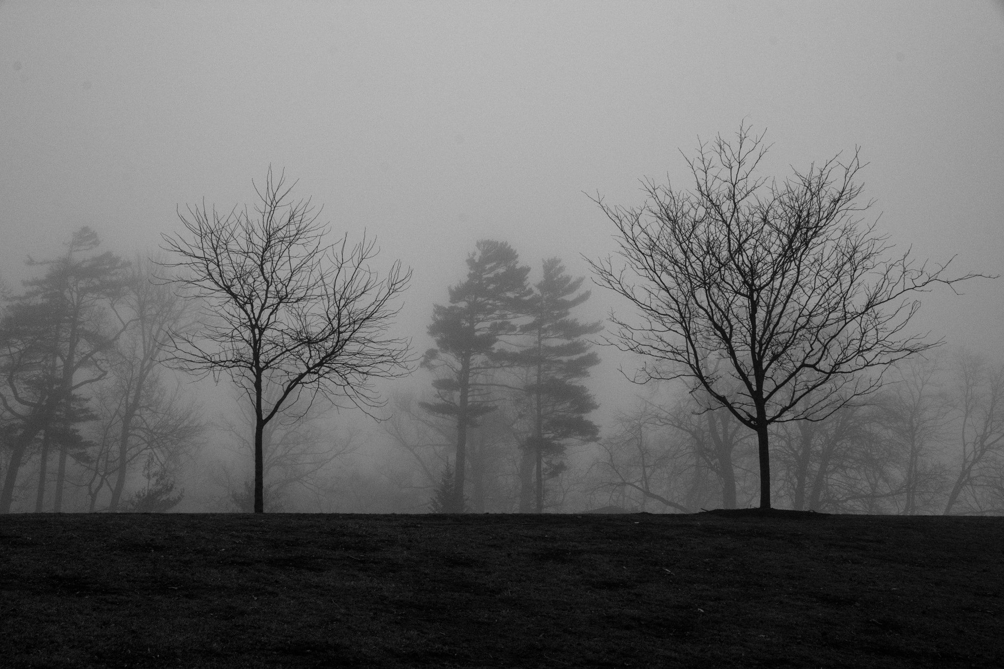 Nikon D7200 sample photo. Foggy day - appleby college photography