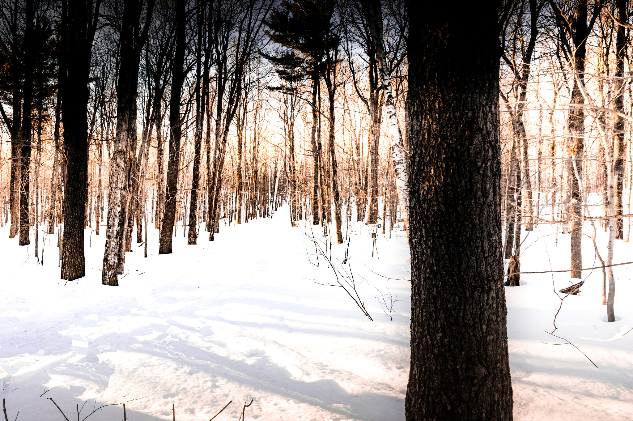 Pentax K-3 II sample photo. Into the snowy forest photography