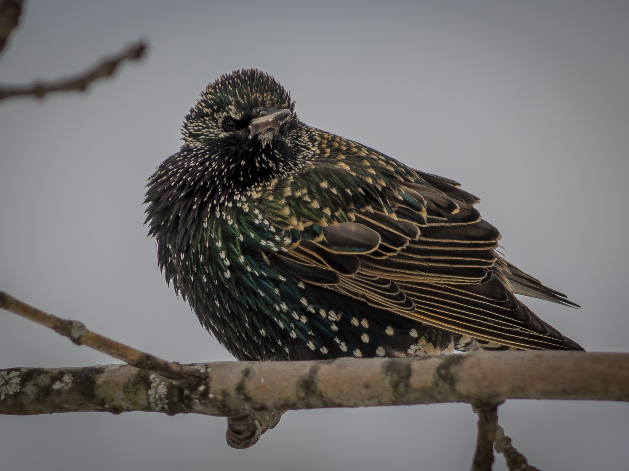 HD Pentax DA 55-300mm F4.0-5.8 ED WR sample photo. Starling photography