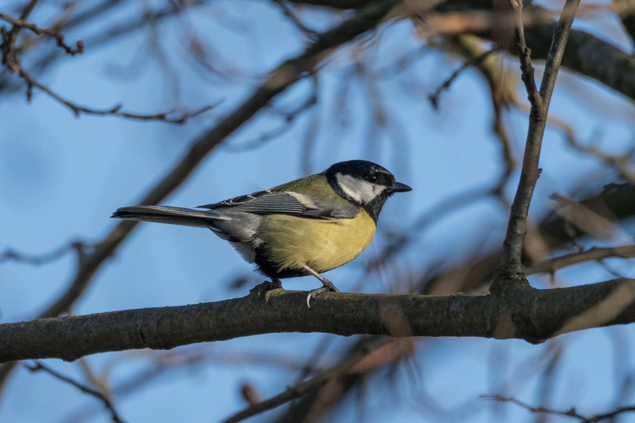 Tamron SP 150-600mm F5-6.3 Di VC USD sample photo. Untitled photography