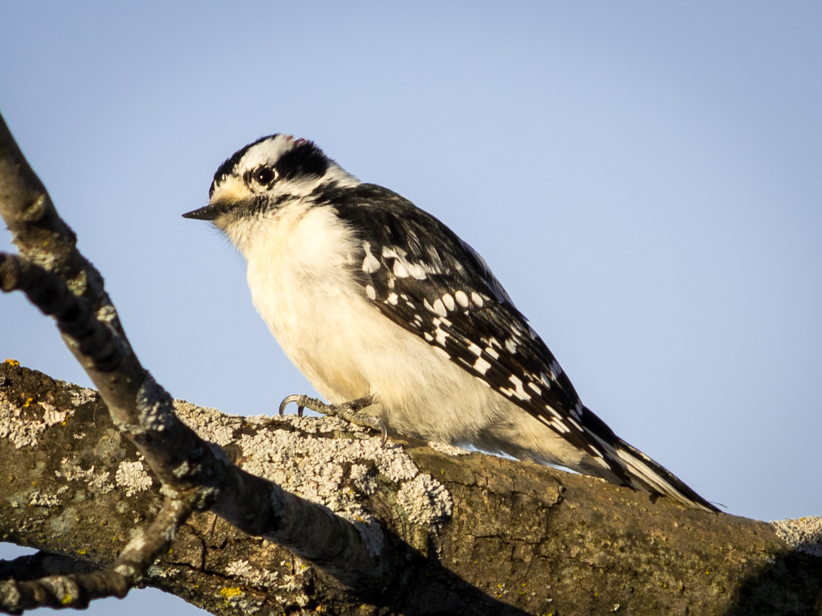 Pentax K-3 sample photo. Female downy woodpecker photography