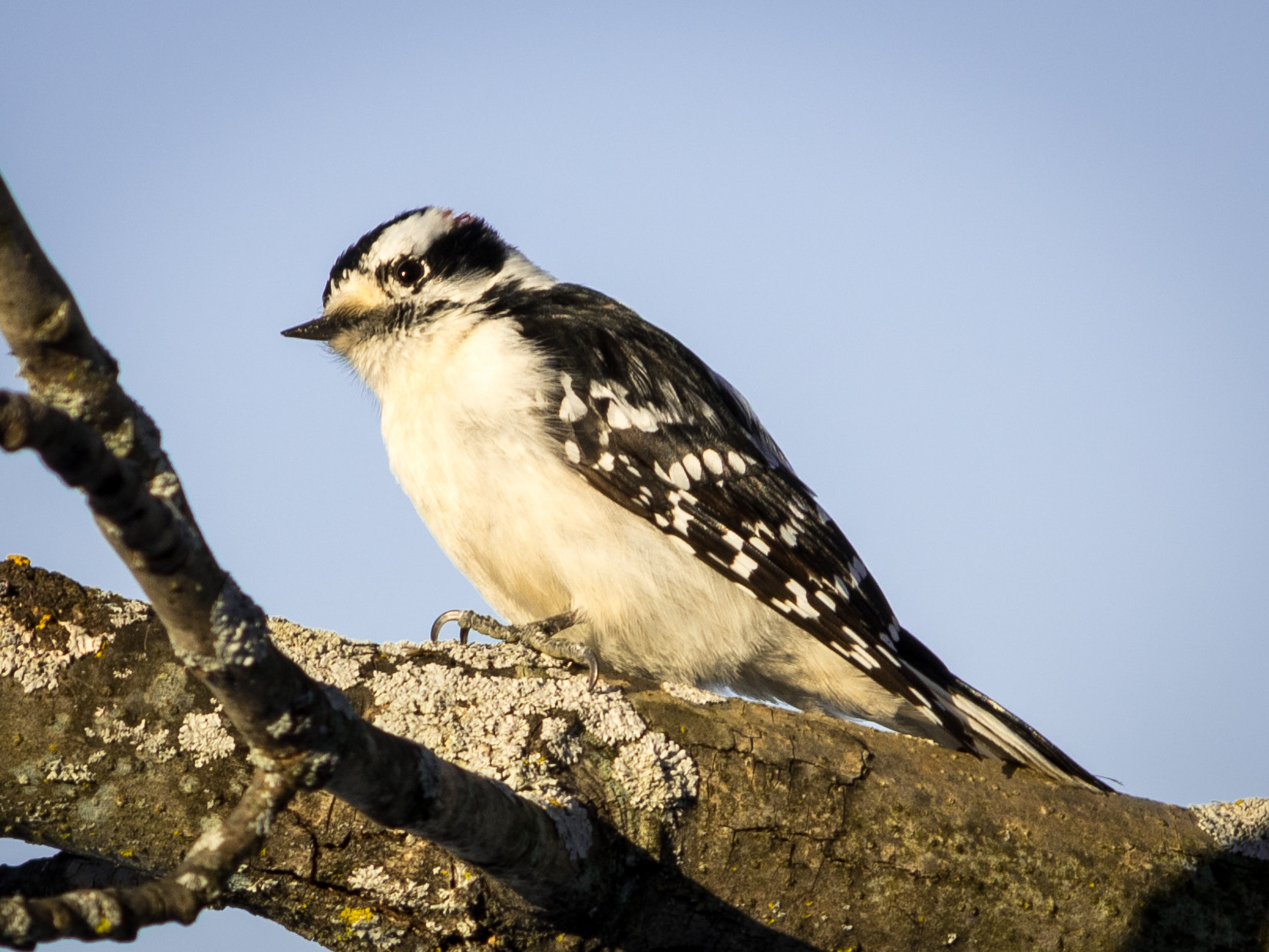 HD Pentax DA 55-300mm F4.0-5.8 ED WR sample photo. Female downy woodpecker photography