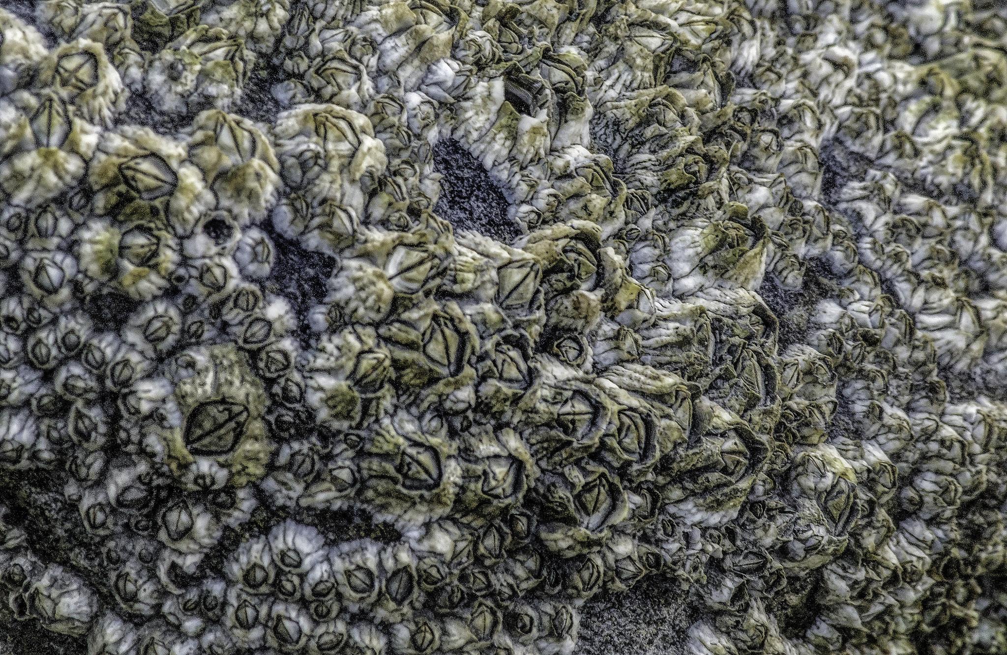Canon EF 75-300mm F4.0-5.6 IS USM sample photo. Barnacles photography