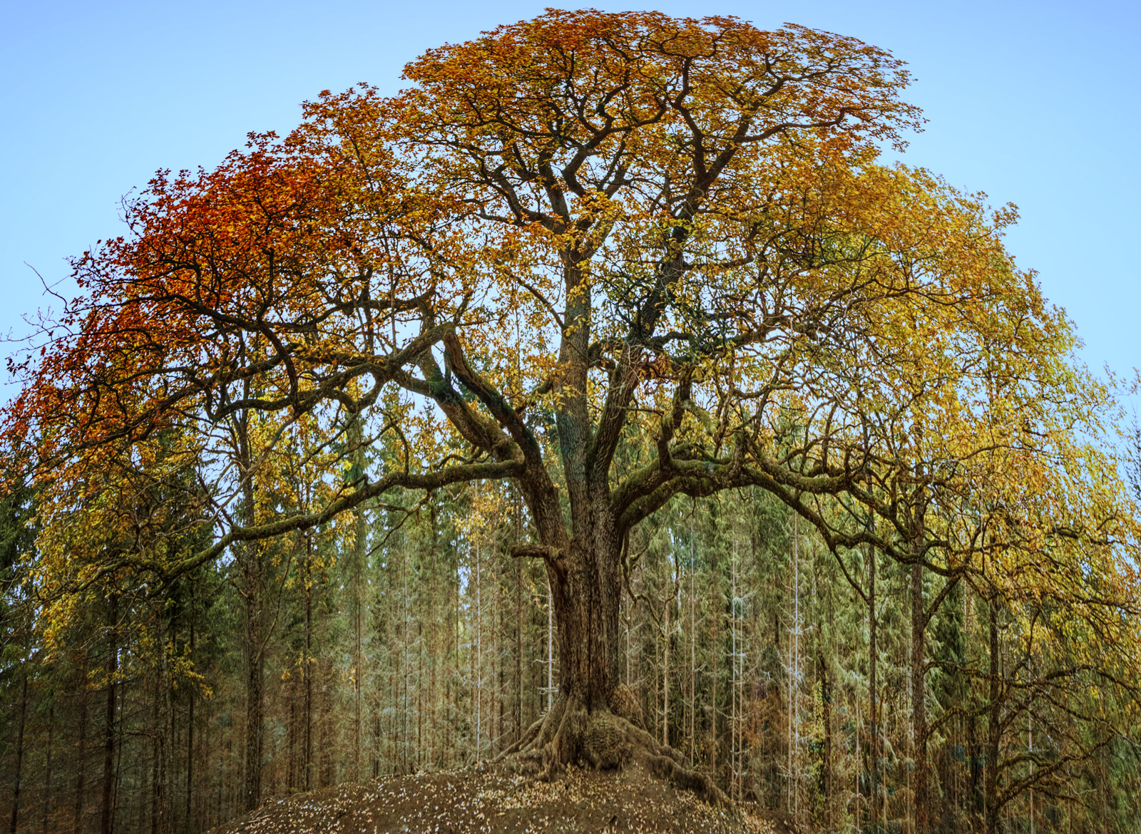 Canon EF 14mm F2.8L II USM sample photo. The king of the hill photography
