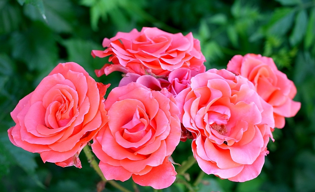 Ricoh GXR A12 sample photo. Roses photography