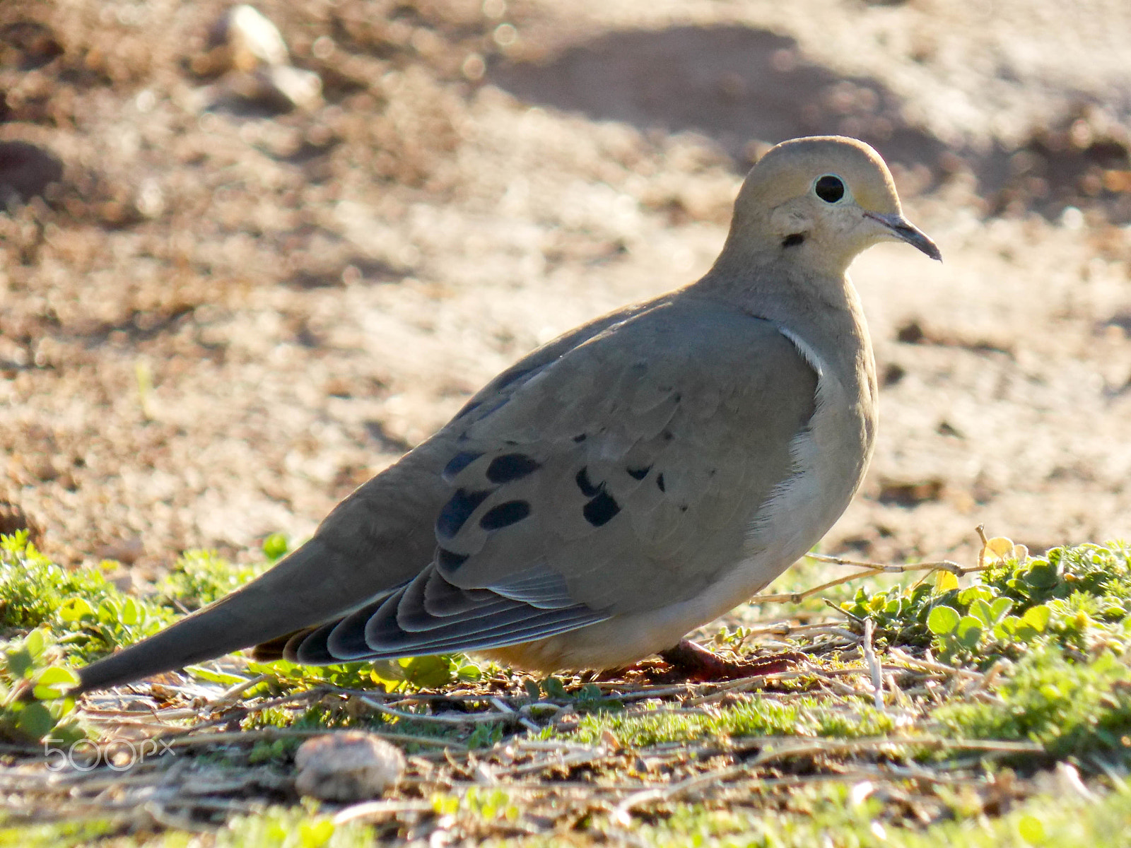 Nikon COOLPIX L320 sample photo. Fat bird photography