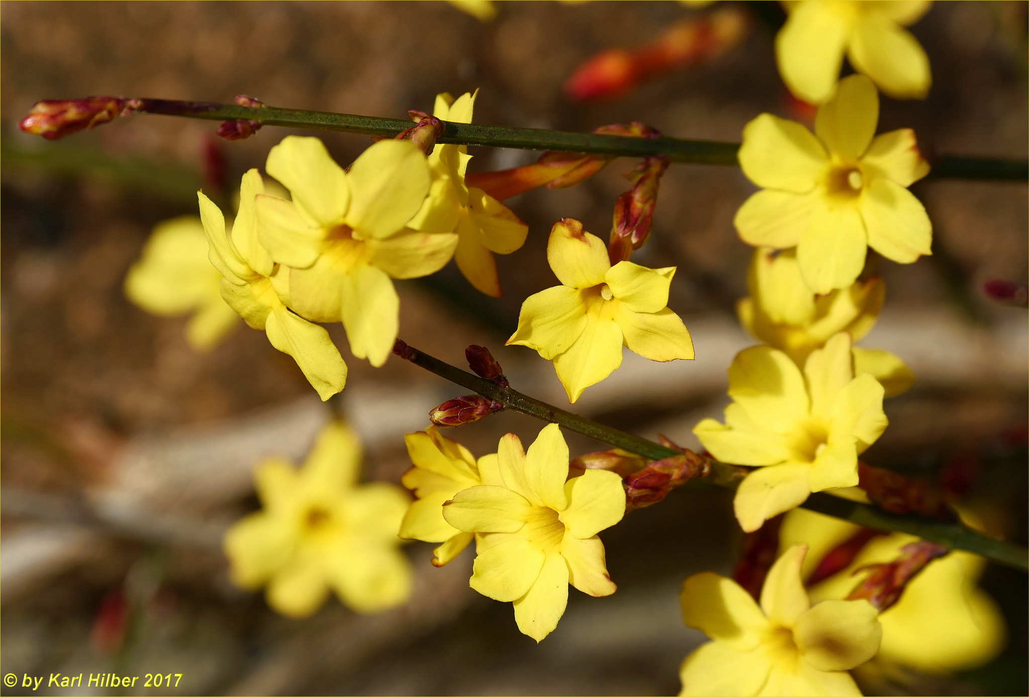 Panasonic Lumix DMC-GX8 sample photo. Winterjasmin, dxo photography