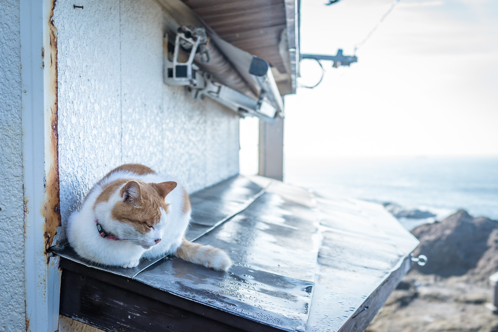 Sony Cyber-shot DSC-RX1R + 35mm F2.0 sample photo. Nap photography