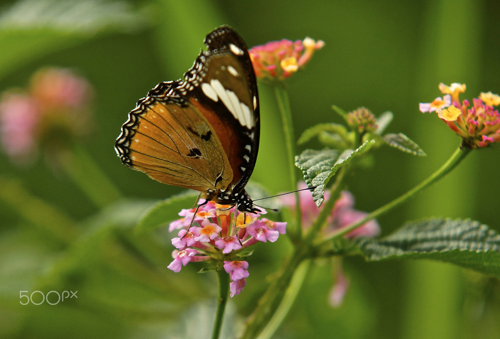 Sigma 70-200mm F2.8 EX DG Macro HSM II sample photo. Butterfly photography