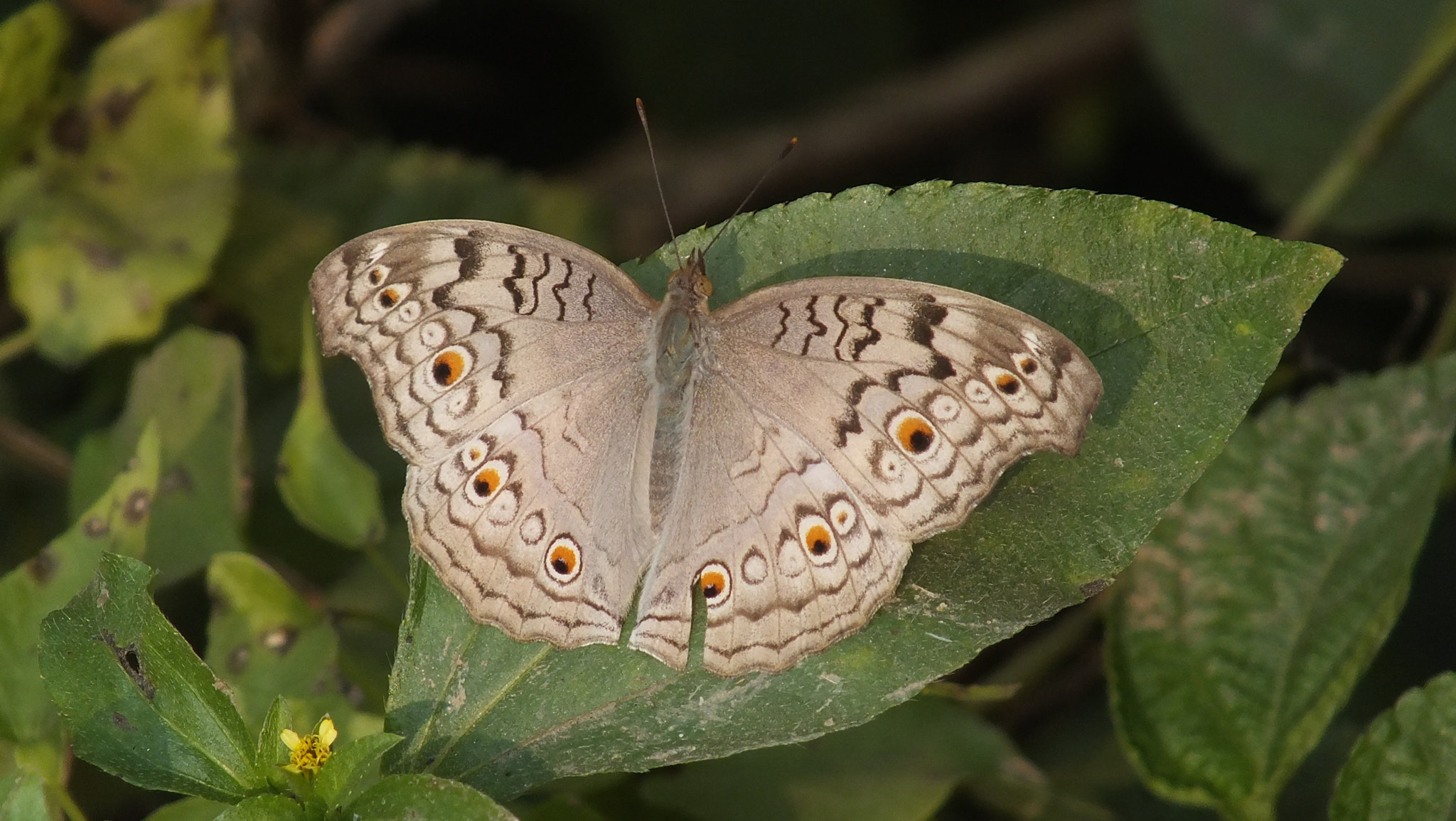 Fujifilm FinePix HS28EXR sample photo. Butterfly photography