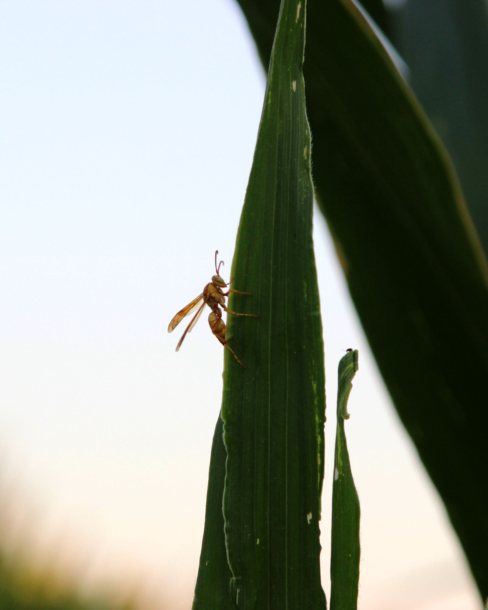 Canon EOS 600D (Rebel EOS T3i / EOS Kiss X5) sample photo. Img photography
