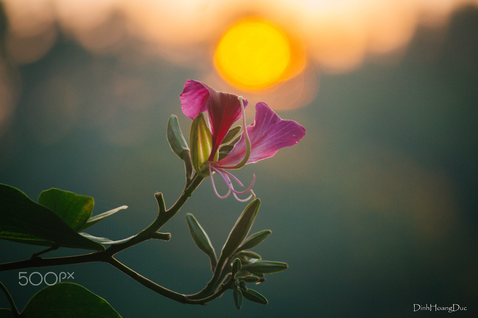 Canon EF-S 55-250mm F4-5.6 IS sample photo. Hoa ban photography