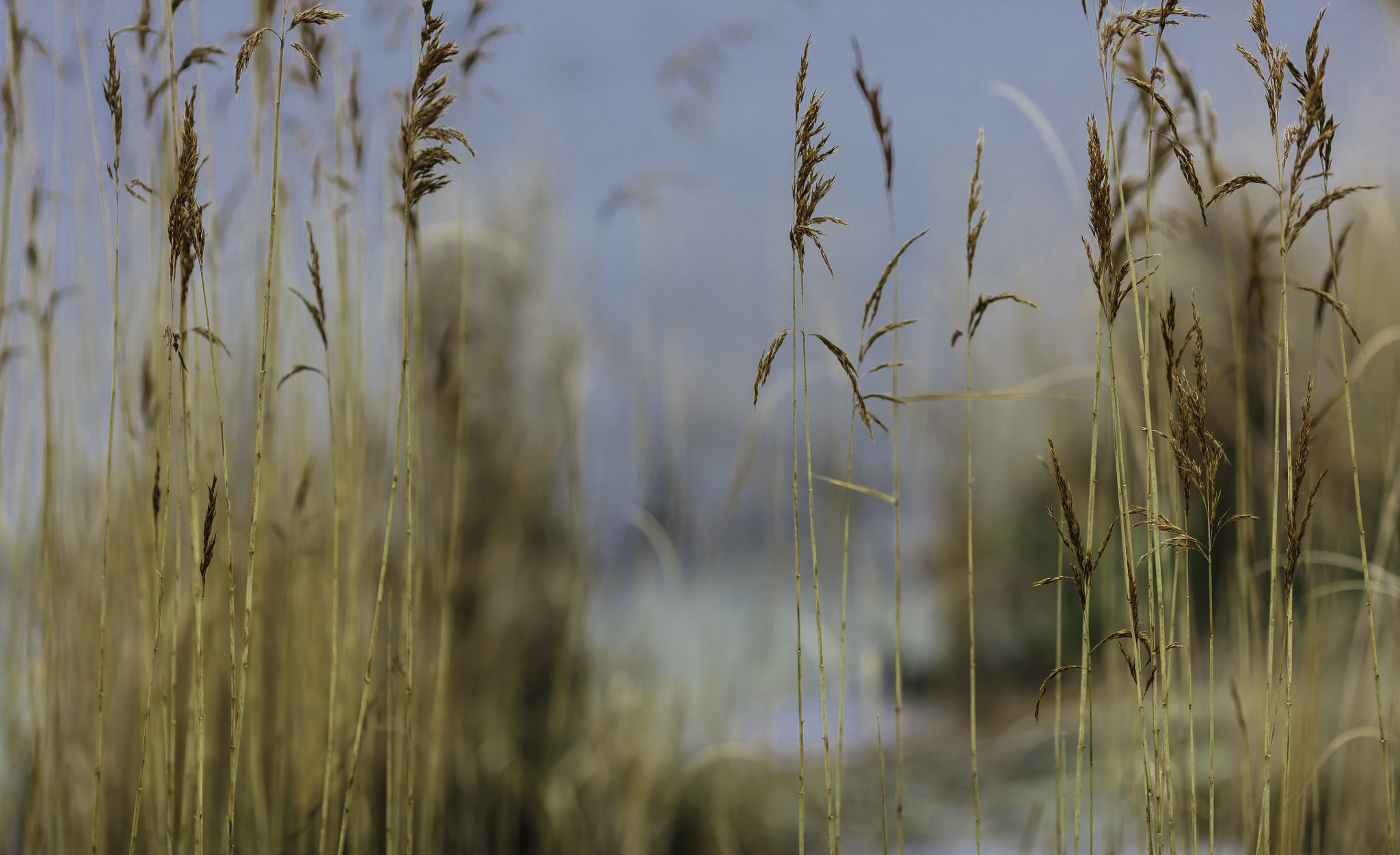 Canon EOS 5DS + Canon EF 135mm F2L USM sample photo. Pale blue light photography