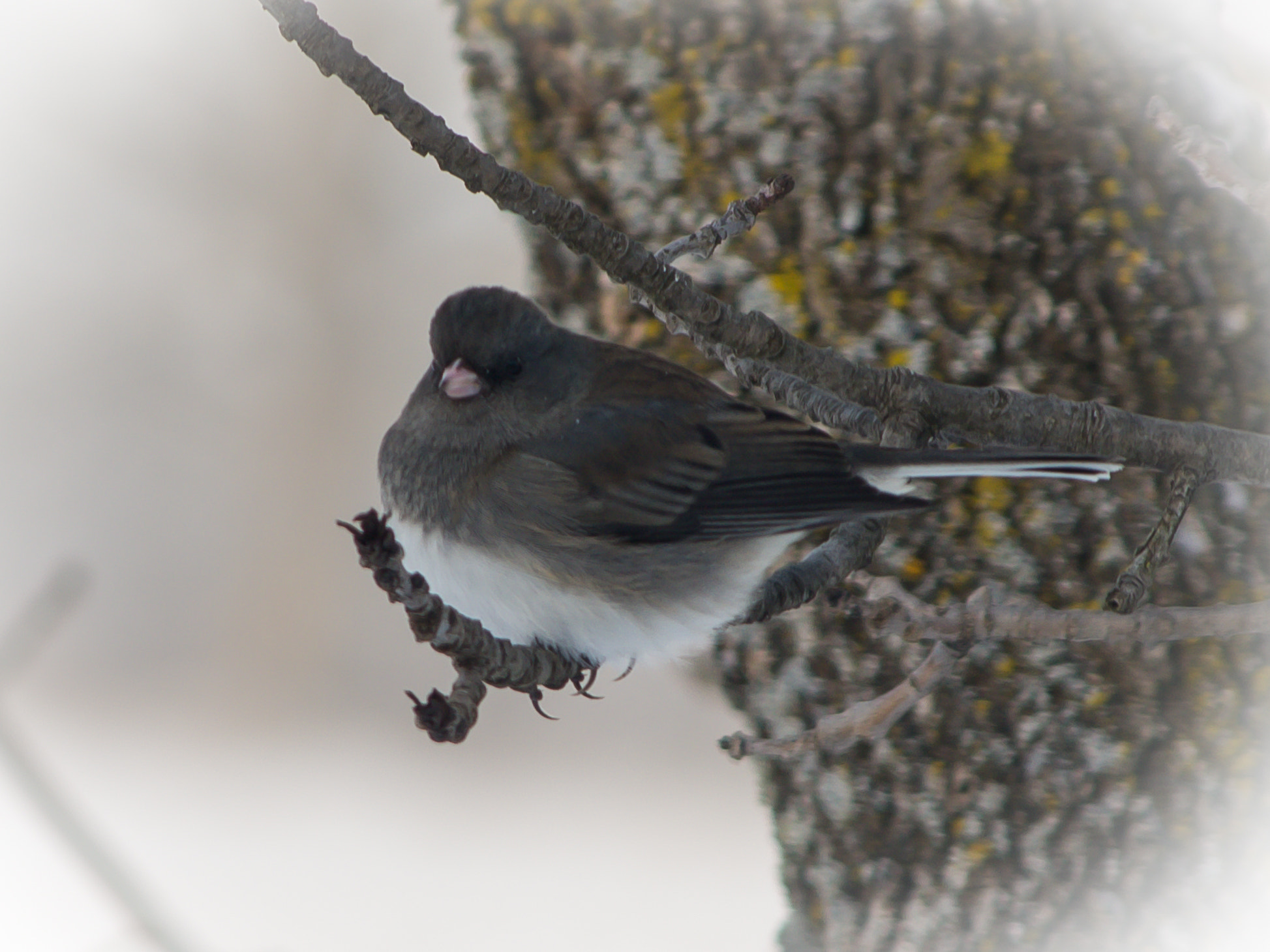 HD Pentax DA 55-300mm F4.0-5.8 ED WR sample photo. Dark-eyed junco photography